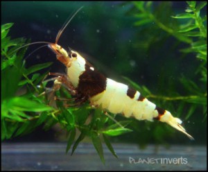 Black bee shrimp