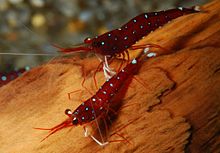 Caridina dennerli 