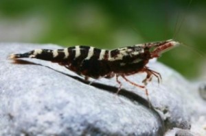 Caridina parvula 