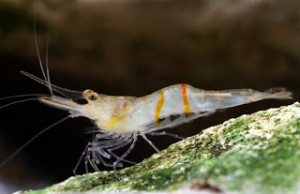 Caridina profundicola 