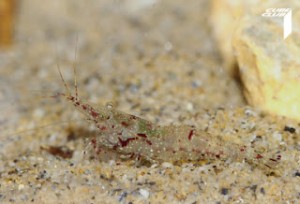 Caridina schenkeli 