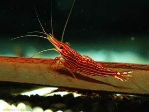 Caridina striata 