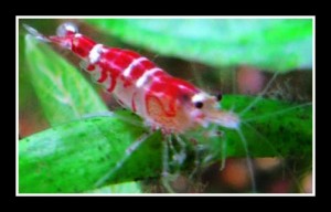 Crystal Red Shrimp 