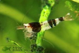 CrystalBlackShrimp 