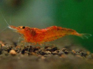 Orange sunkist shrimp 