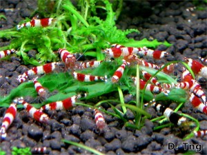 Red Bee Shrimp 