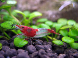 Red rili shrimp 