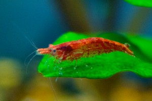 Red_Cherry_Shrimp 