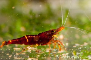 Yellow Cheek Shrimp 