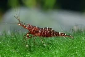 caridina glaubrechti 