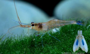 caridina-caerulea 