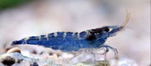 caridina-holthuisi 