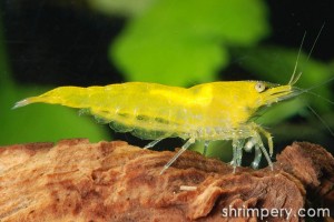 yellow fire shrimp 